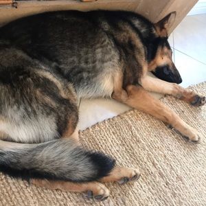 Meet your Posher, Abby